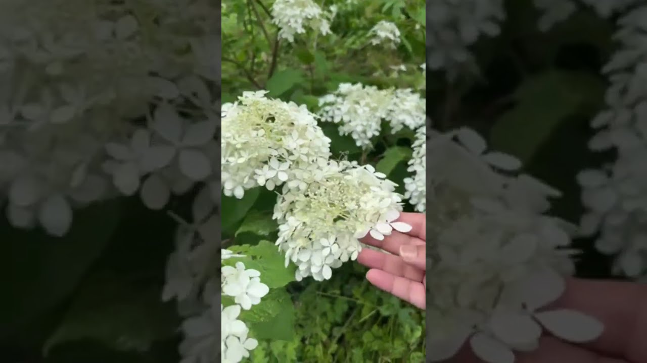 • قرية صغيرة في styal wilmslow