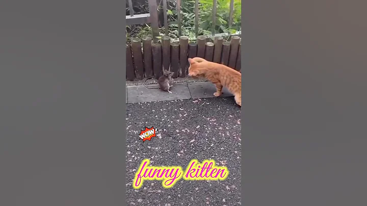 Watch the video about Cute funny kitten video 😄cat meow #shorts