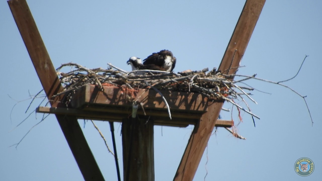 osprey avion Osprey Leyner Colorado 6/4/2018