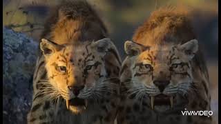 Cure Moonlight Tribtue V2, V3 Epilouge