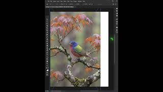 Graphic Design Tips   Adobe Photoshop Tutorial   Poster Design