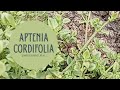 APTENIA Cordifolia/ Rocío🌿🌿