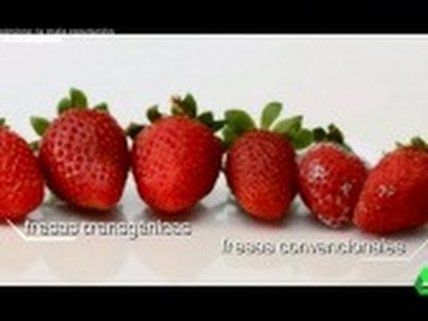 Video: ¿Las fresas quinault son gmo?