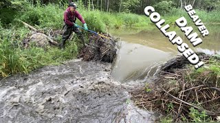 Beaver Dam COLLAPSED During Manual Removal!