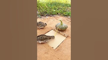 Amazing Unique Bird Trap - Quail Trap #shorts