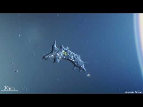 Video: How Does An Amoeba Move