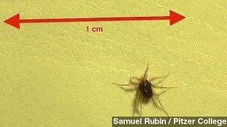 A Mite Beats Record For Fastest Land Animal ... Sort Of