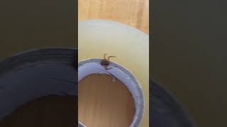 Crab spider fake dies