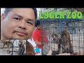 Lyger Zoo Pililla Rizal Wow Beautiful Monkey