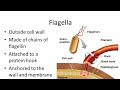 What is Bacterial flagella