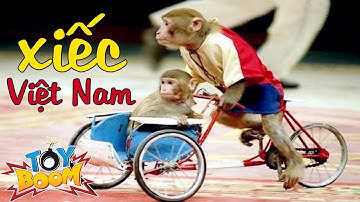 KHỈ ĐUA XE ĐẠP VÀ CÁI KẾT | XIẾC VIỆT NAM