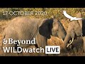 WILDwatch Live | 17 October, 2020 | Afternoon Safari | South Africa