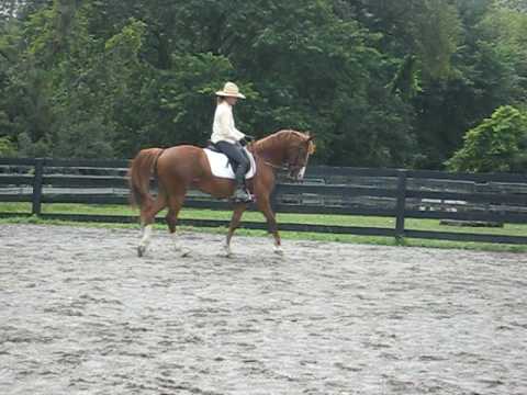Bella-walk canter stop and turn transition July 2009 (60 days under saddle)