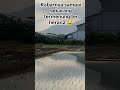 Kabarnya sampai sekarang termenung ter heran2 😂 #layangan #sawah #layangantanggalan #lucu