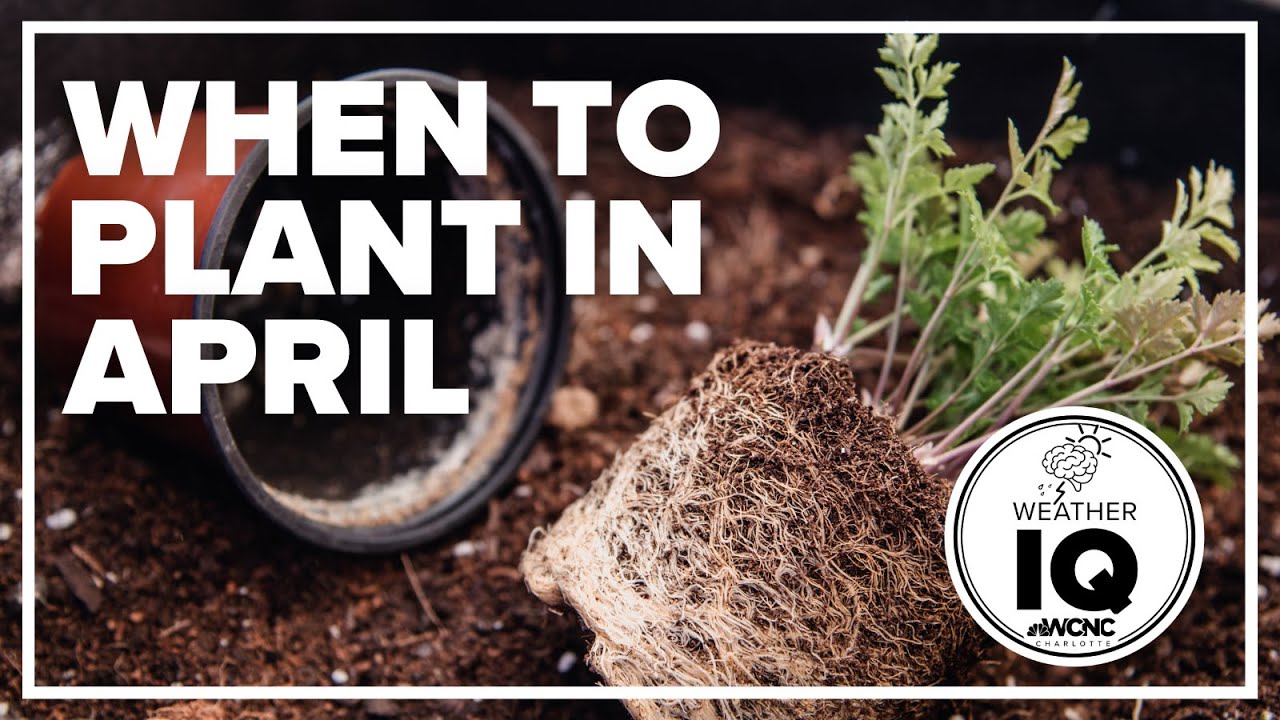 when-should-you-start-planting-in-april-wakeupclt-youtube