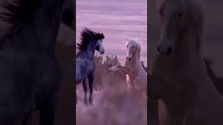 Wild Horses Running ❤️ to the theme song of our docuseries “Wild Lands Wild Horses”