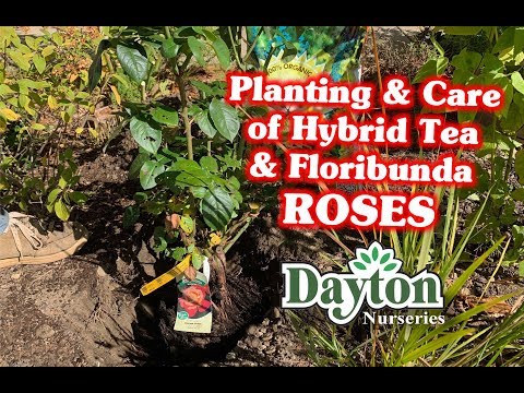 Planting & Care of Hybrid Tea & Floribunda Roses