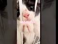 誰やww #子ネコ #猫 #猫のいる暮らし #cat