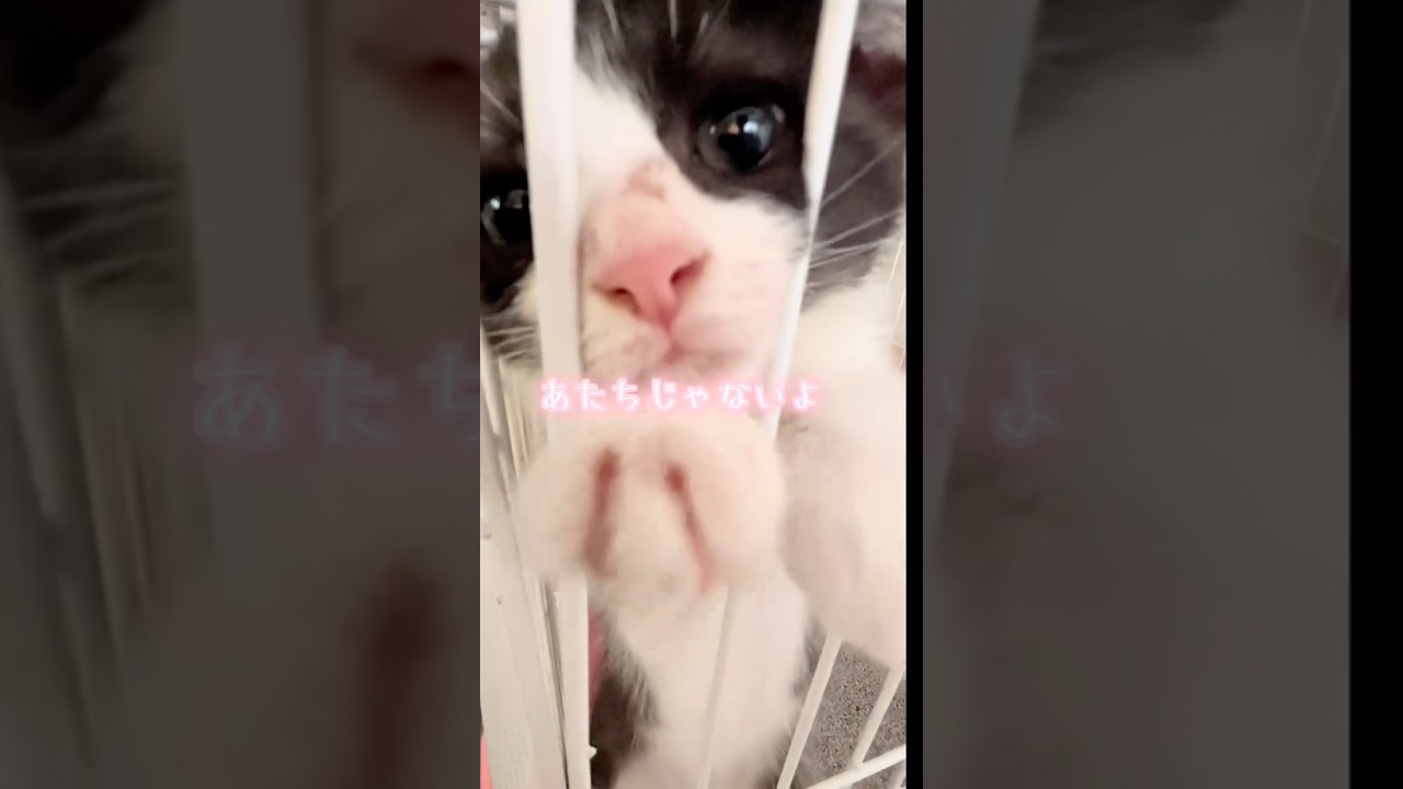 誰やww #子ネコ #猫 #猫のいる暮らし #cat