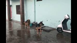 German shepherd and puppy 👿👿👿attitude status #Germanshepherd #trending #jermanshepherd #dog