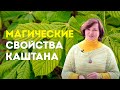 Магические свойства каштана - Оксана Исаченко