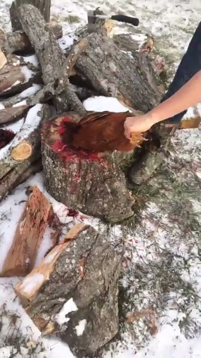 How to cut a chickens head off the best way