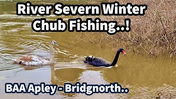 RIVER SEVERN CHUB Fishing at BAA Apley - Bridgnorth in FLOODED & COLOURED Conditions..!