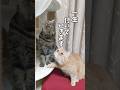 大事な話し？#エキゾチックショートヘア#猫動画 #ねこ