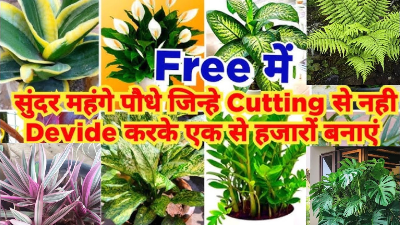 🟣15+ ऐसे सदाबहार मंहगे पौधें जो एक लगाने से हजारों पौधें तैयार कर देते हैं !!☘️🍀