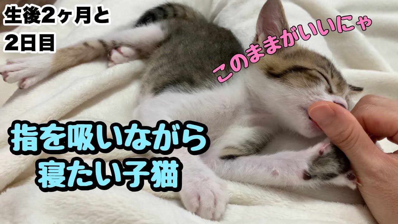 指を吸いながら寝たい子猫 フワフワボールで遊ぶ サク モグの成長記録 生後2ヶ月と2日目 Kitten Sleeping While Sucking Fingers Play With A Ball Youtube