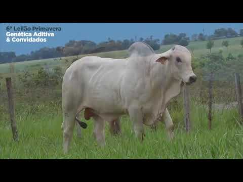 LOTE 1001 - VENDA DE 33% - 6º Leilão Primavera Genética Aditiva e Convidados