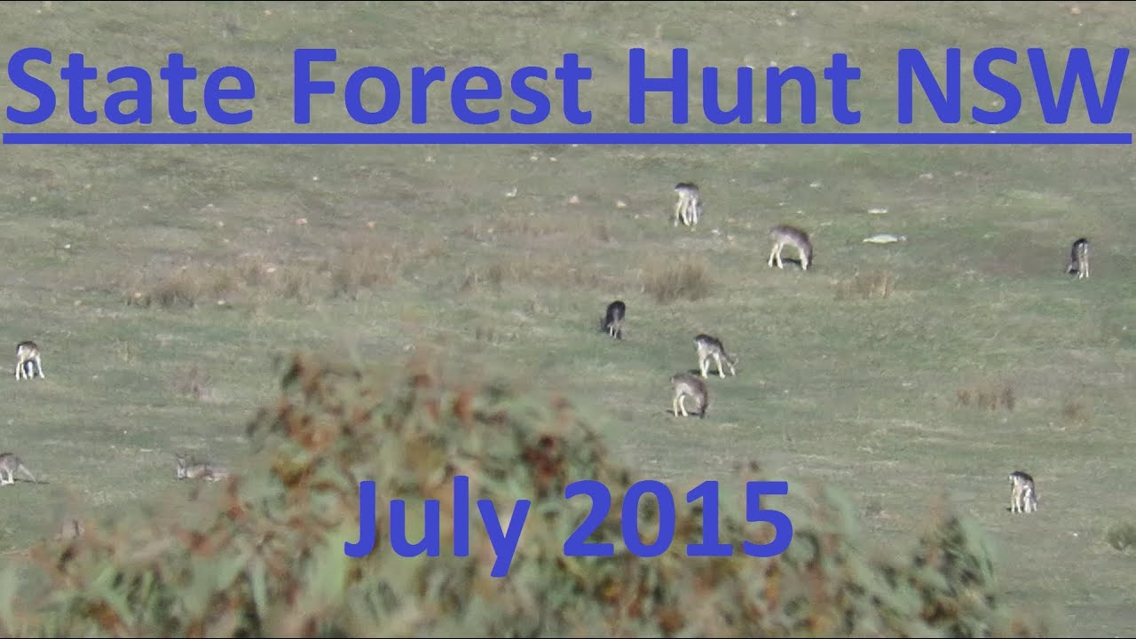 State Forest Deer Hunting NSW July 2015 YouTube