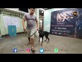 DOBERMAN PUPPY TRAINING BASIC OBEDIENCE | K9 ACADEMY | GUWAHATI ASSAM INDIA