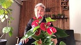 アンスリウム 仕立て直し 植え替え Youtube