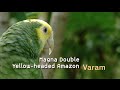 Top 10 birds of shuka vana  oct 2015