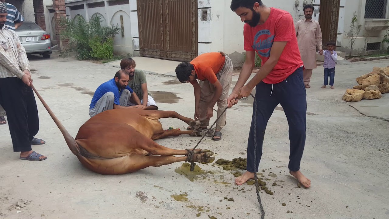 DANGEROUS COW 🐄FUNNY COW QURBANI BY LADA QASAI EID QURBANI 2018