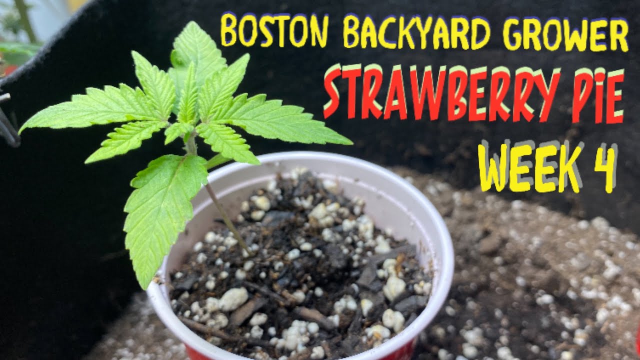 Week 4: Strawberry Pie Autoflower Indoor Grow Cannabis Nutrients Feeding