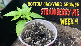 Week 4: Strawberry Pie Autoflower Indoor Grow Cannabis Nutrients Feeding