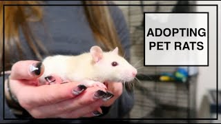 ADOPTING PET RATS! || Plus cage set up