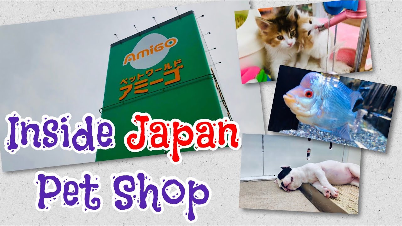 Inside Japan Pet Shop How expensive is it to have pets in Japan