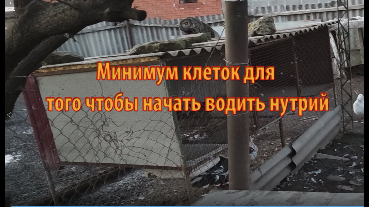 СКОЛЬКО НУЖНО КЛЕТОК ДЛЯ НУТРИЙ.  Видео для начинающих заводчиков.