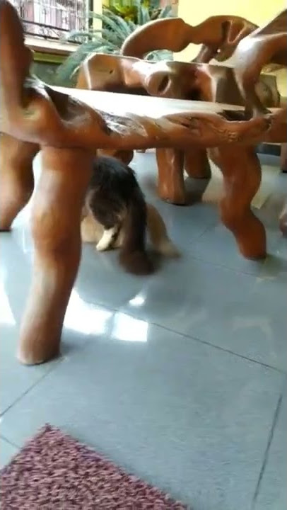 Kartolo X Jenny 😂 #kucing #kucinglucu #duniakucing #kucinggembul #kucinggemes #fyp  #kucingkanza
