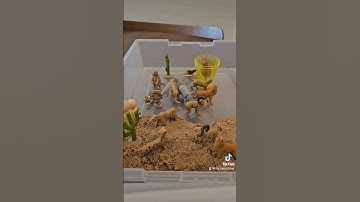 @Knowledge Crates #sensorybin #busybin #sensoryplay #learningthroughplay  #desert #summer2024 #asmr