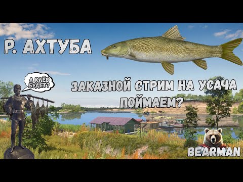 Видео: Русская рыбалка 4. р.Ахтуба. Заказной стрим на Усача с BEARMAN47