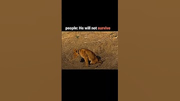 The greatest lion transformation in history #viral #shorts #youtube #video