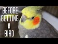 WHAT YOU NEED BEFORE GETTING A PET BIRD