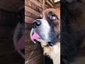 Saint Bernard in hungry mode