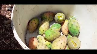 Cactus fruit season in Palestine ||موسم فاكهة الصبر