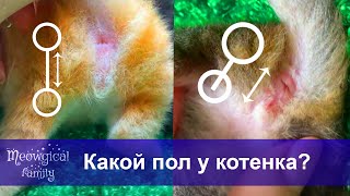 Как определить пол котенка? Простой способ!