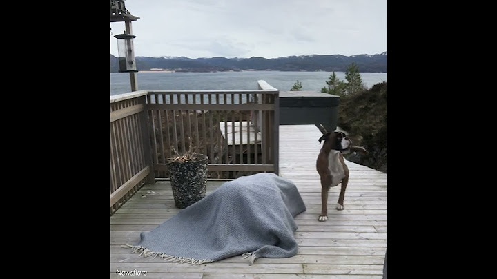Woman plays hide and seek with her dog